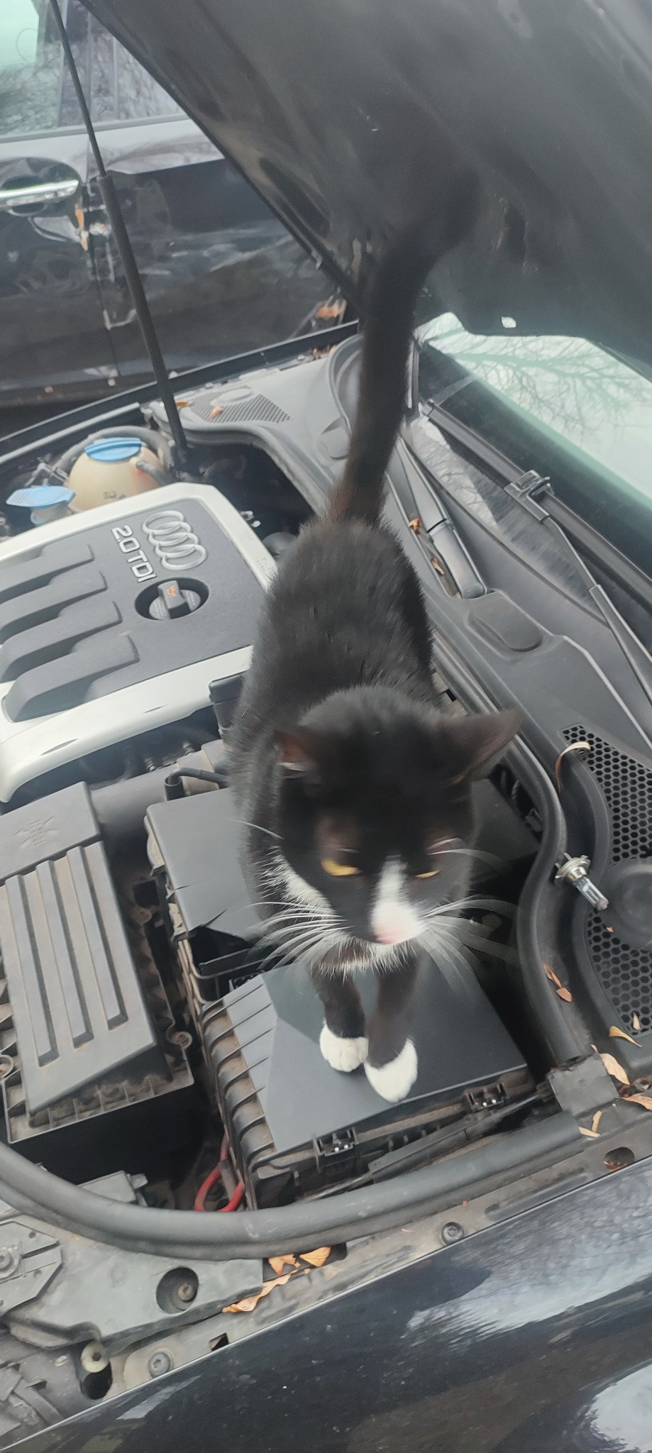 Czarno-biały kot z białymi skarpetkami stoi na silniku Audi 2.0 TDI z otwartą maską.