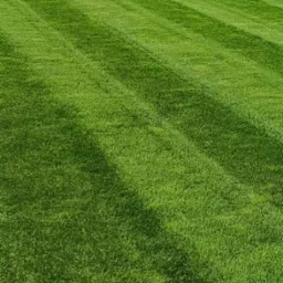 Idealnie skoszony trawnik z wyraźnymi pasami, intensywna zieleń, równa powierzchnia, symetryczny wzór koszenia.