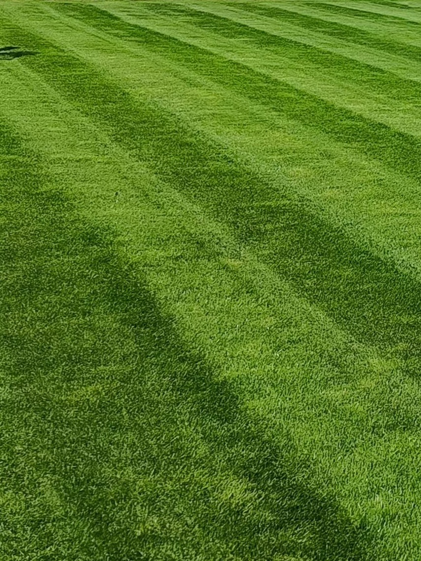 Idealnie skoszony trawnik z wyraźnymi pasami, intensywna zieleń, równa powierzchnia, symetryczny wzór koszenia.