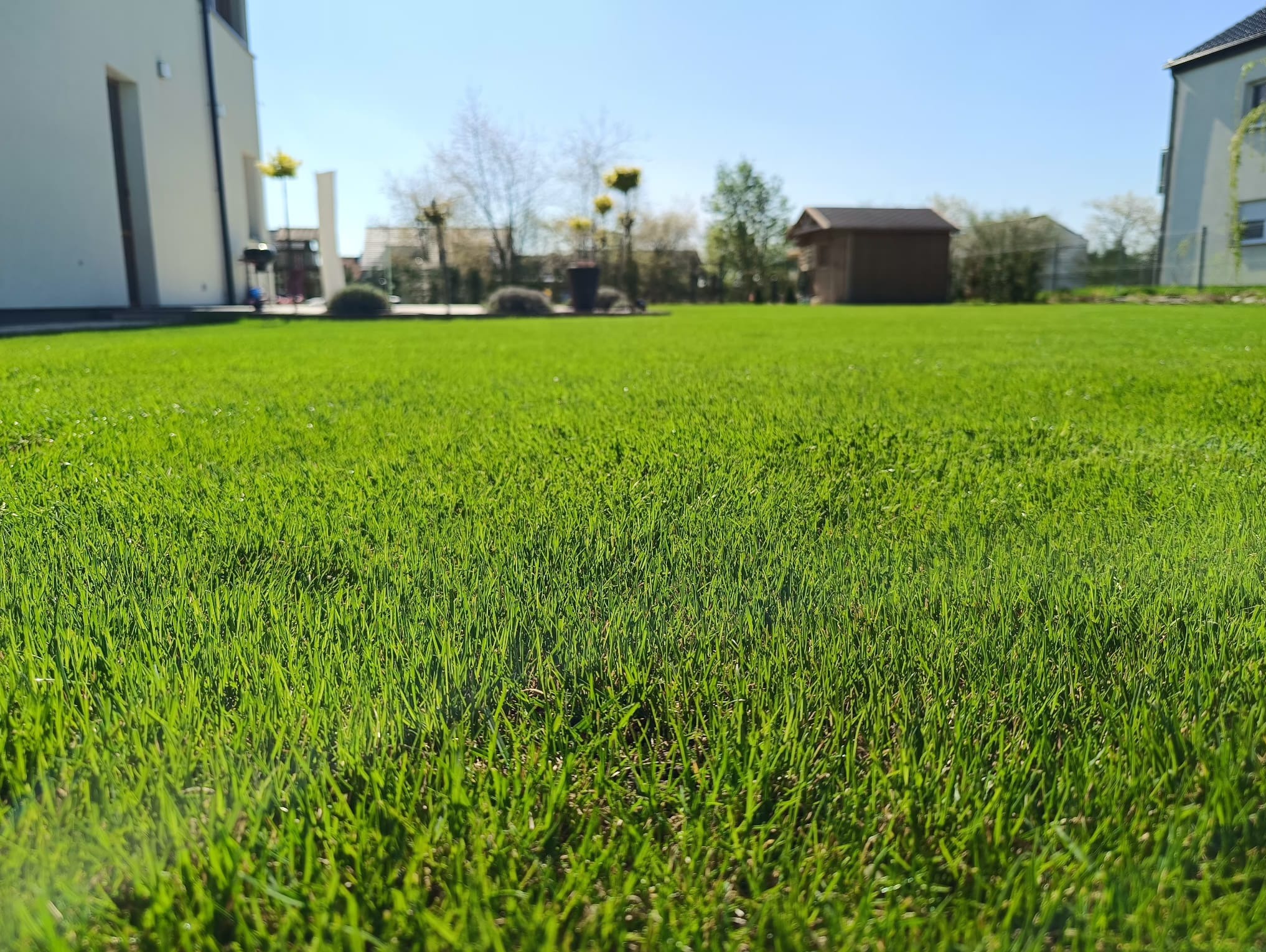 Soczysta, krótko przystrzyżona trawa na tle nowoczesnego domu i ogrodu z elementami małej architektury. Niski kąt ujęcia podkreśla gęstość trawnika.