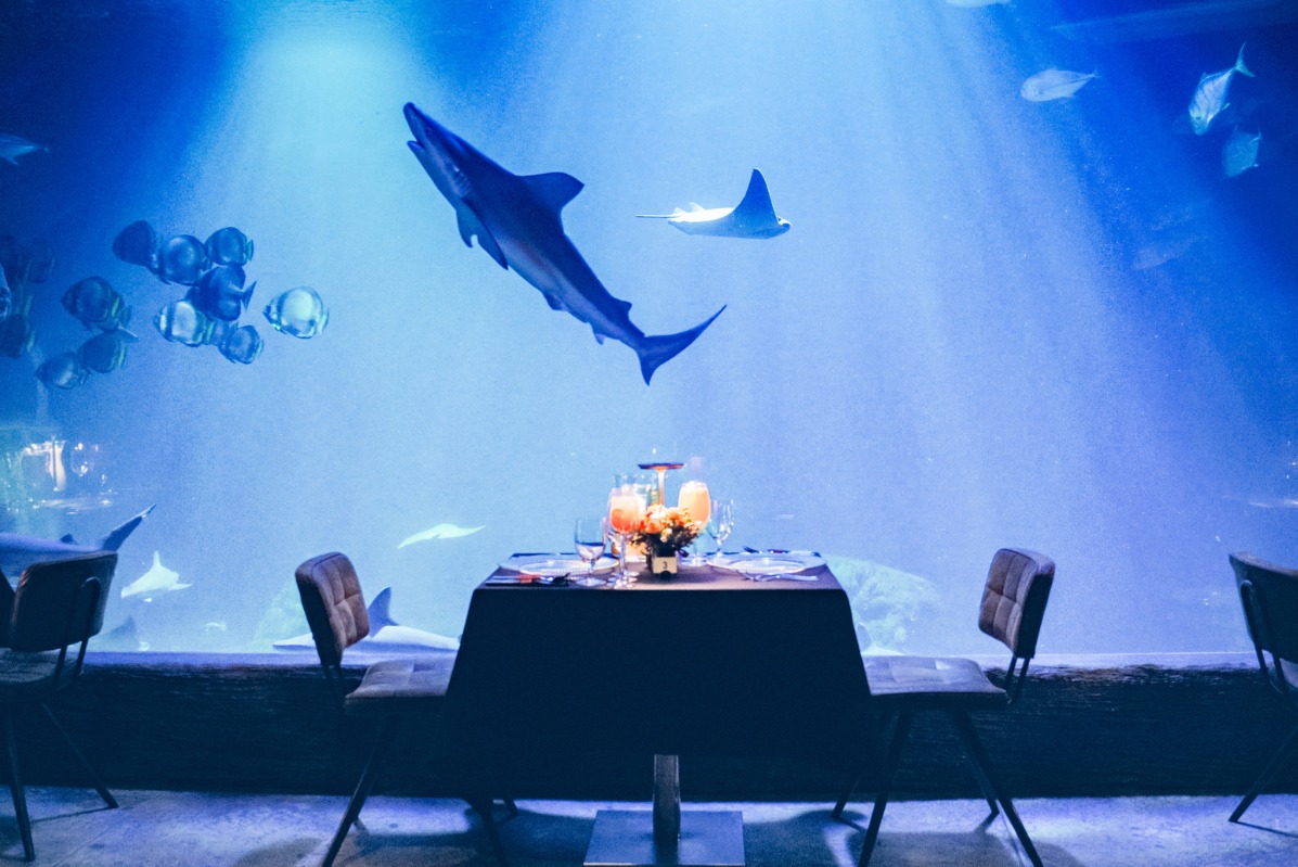 Uroczysty stół nakryty dla dwojga ustawiony przed ogromnym akwarium z rekinami i płaszczkami, oświetlony delikatnym, błękitnym światłem, kwiaty w centralnej części stołu.