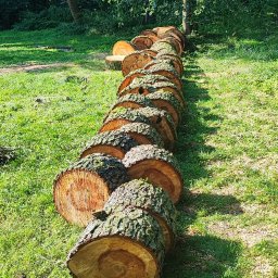 Wycinka drzew Kutno 1