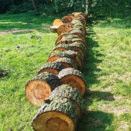 Rząd świeżo ściętych, okrągłych kawałków pnia drzewa ułożonych na trawie w parku lub lesie, widoczne słoje i kora.