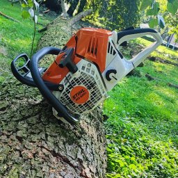 Wycinka drzew Kutno 4