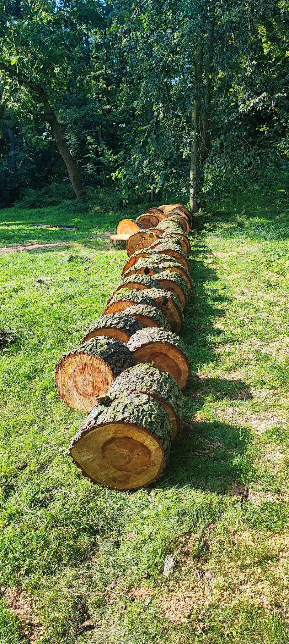 Rząd świeżo ściętych, okrągłych kawałków pnia drzewa ułożonych na trawie w parku lub lesie, widoczne słoje i kora.