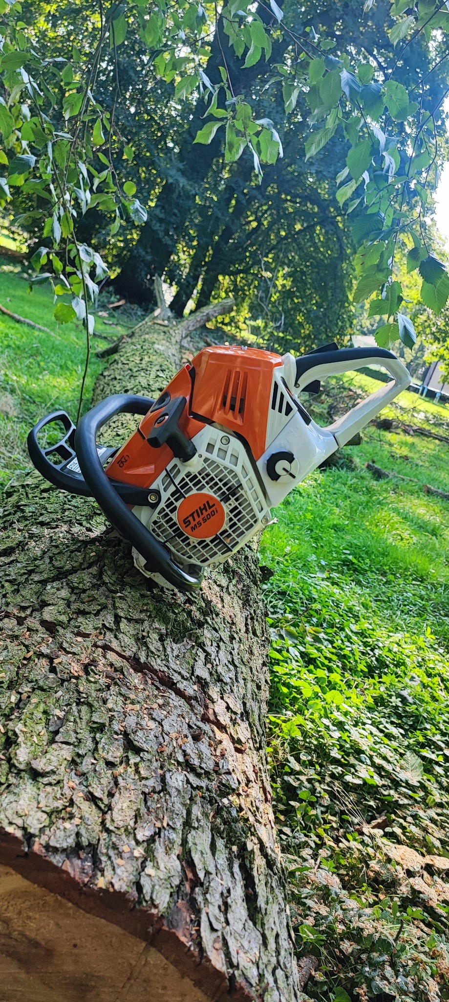 Pomarańczowo-biała piła spalinowa Stihl MS 500i leży na świeżo ściętym pniu drzewa w Kutnie, z zielonym trawiastym tłem i fragmentem korony drzewa w górnej części kadru.
