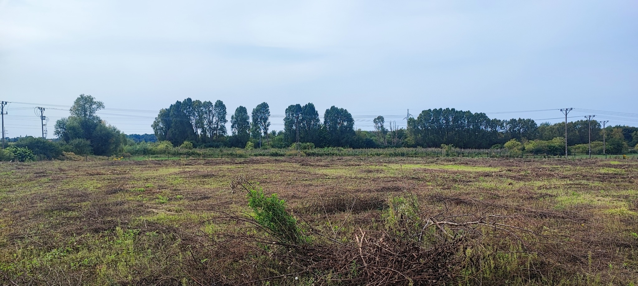 Pole po wycince drzew z widocznymi pniami i gałęziami na ziemi, w tle linia drzew i słupy energetyczne.