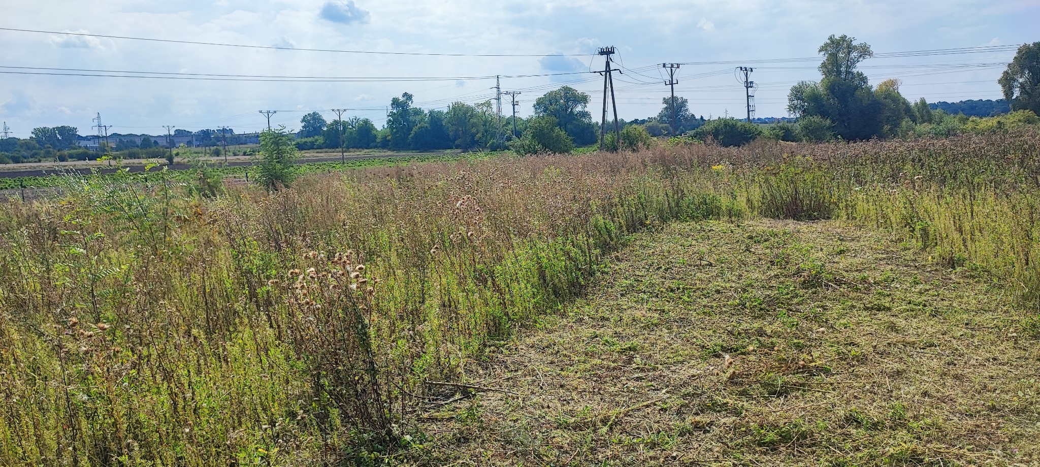 Fragment pola z wykoszonym pasem trawy, na dalszym planie drzewa i słupy energetyczne.