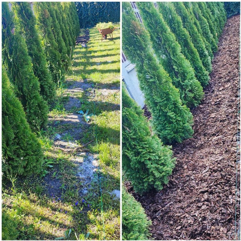 Porównanie stanu przed i po: rząd regularnie posadzonych, zielonych tuj. Po lewej stronie trawa i chwasty, po prawej kora ozdobna.