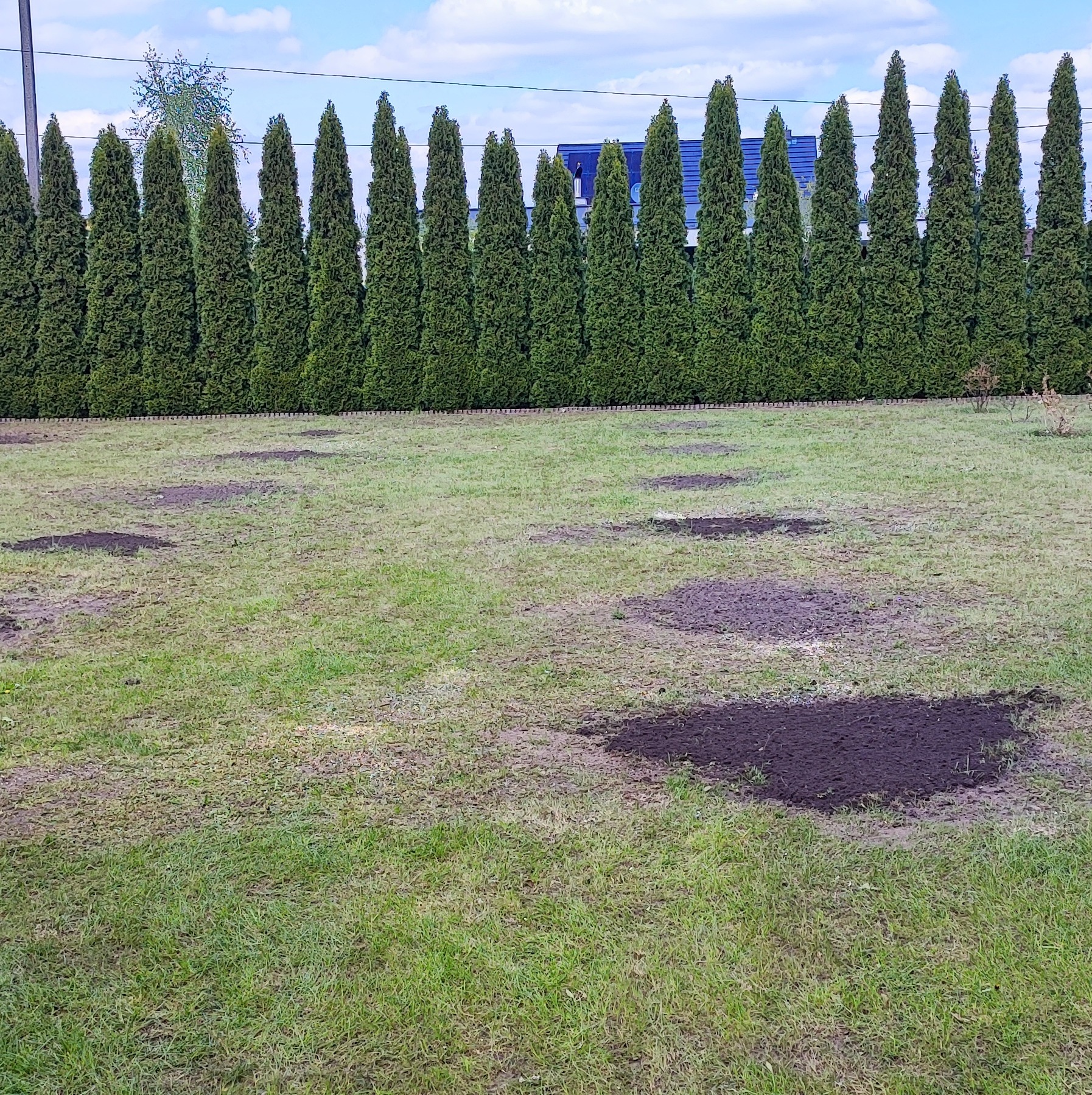 Przygotowany teren pod sadzenie drzewek lub krzewów na trawniku, widoczne wykopane dołki wypełnione ciemną ziemią, w tle rząd wysokich, zielonych tuj.