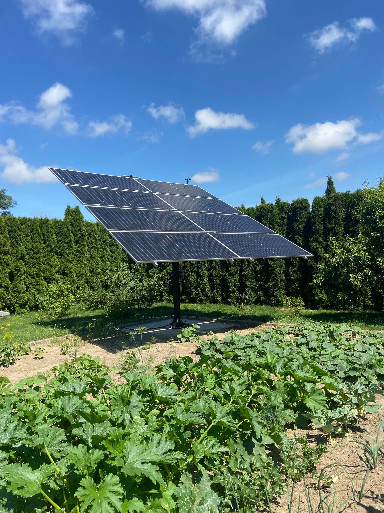Samodzielny panel fotowoltaiczny na pojedynczym słupie, umieszczony na działce z uprawami, w tle zielone tuje i błękitne niebo z chmurami.
