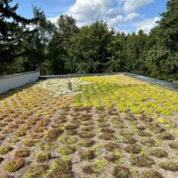 Zielony dach z roślinnością w różnych odcieniach zieleni, brązu i żółci, z widocznym kominem wentylacyjnym, na tle drzew i błękitnego nieba z chmurami.