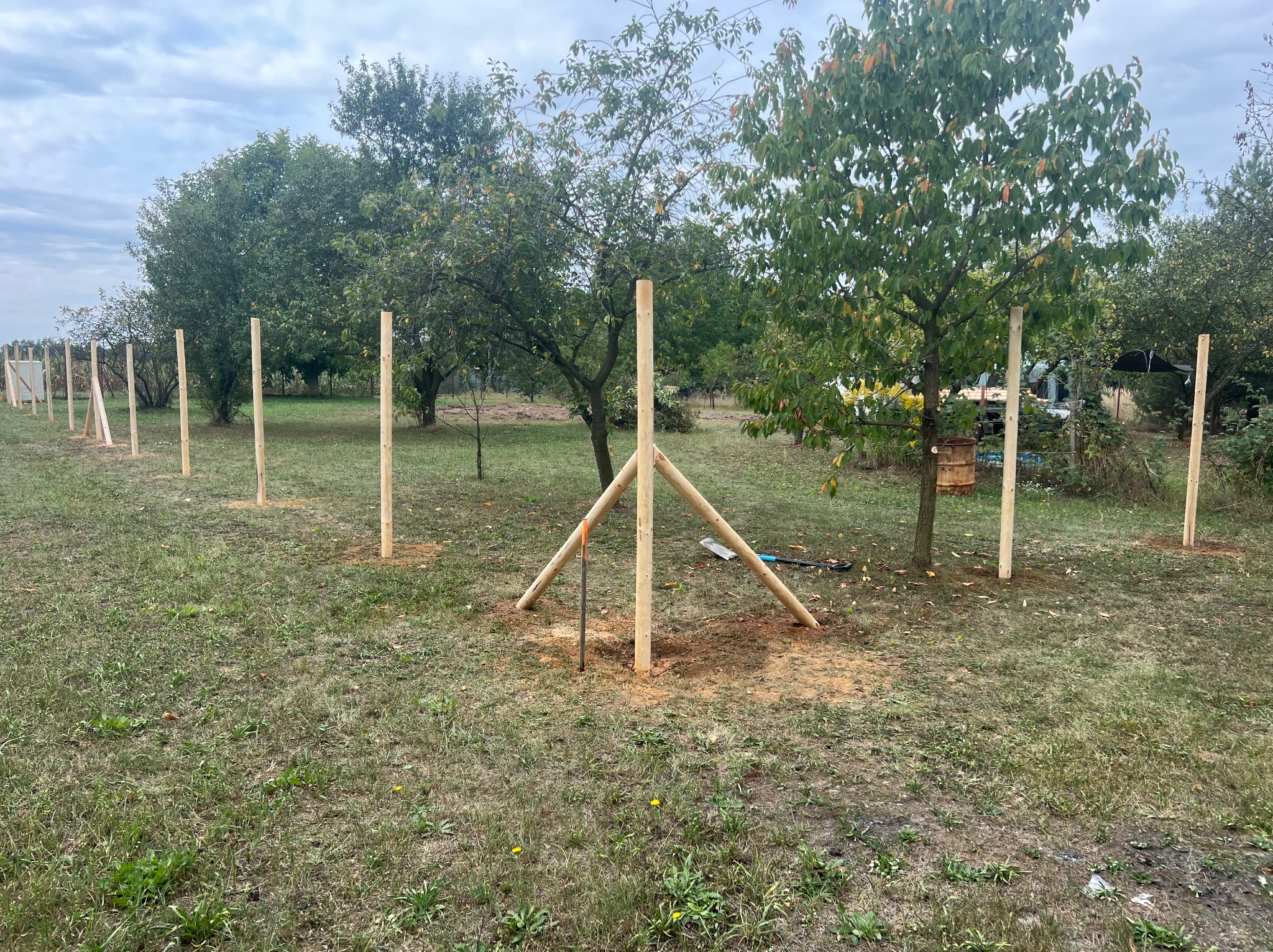Wkopane drewniane słupki w ziemi, przygotowane do budowy ogrodzenia na działce z drzewami, widoczne narzędzia i podpory stabilizujące.