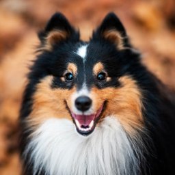 Fotograf Wojnowice 4