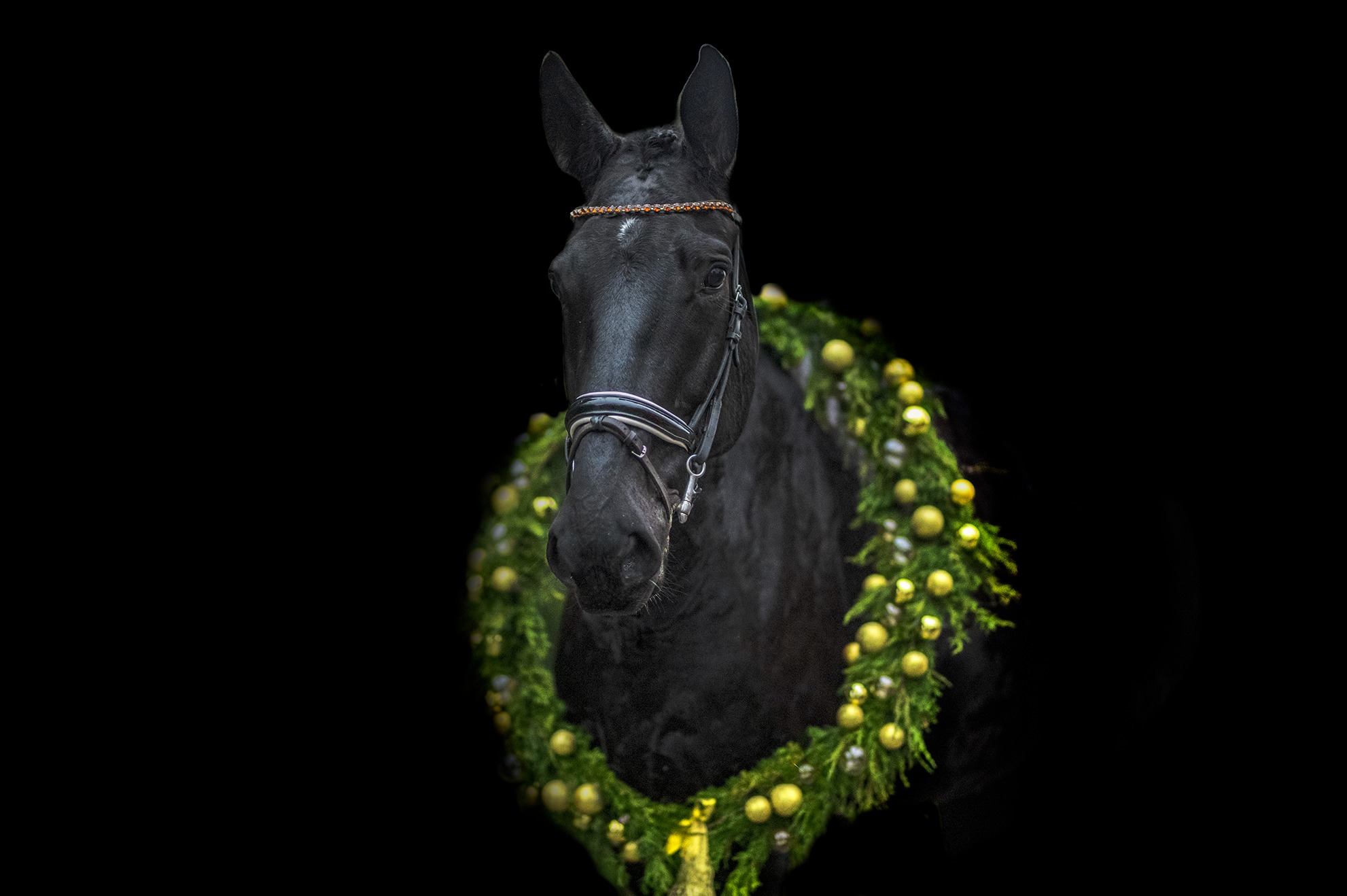 Portret fryzyjskiego konia w uprzęży, ozdobionego świątecznym wieńcem z zielonych gałązek i złotych bombek, na czarnym tle.