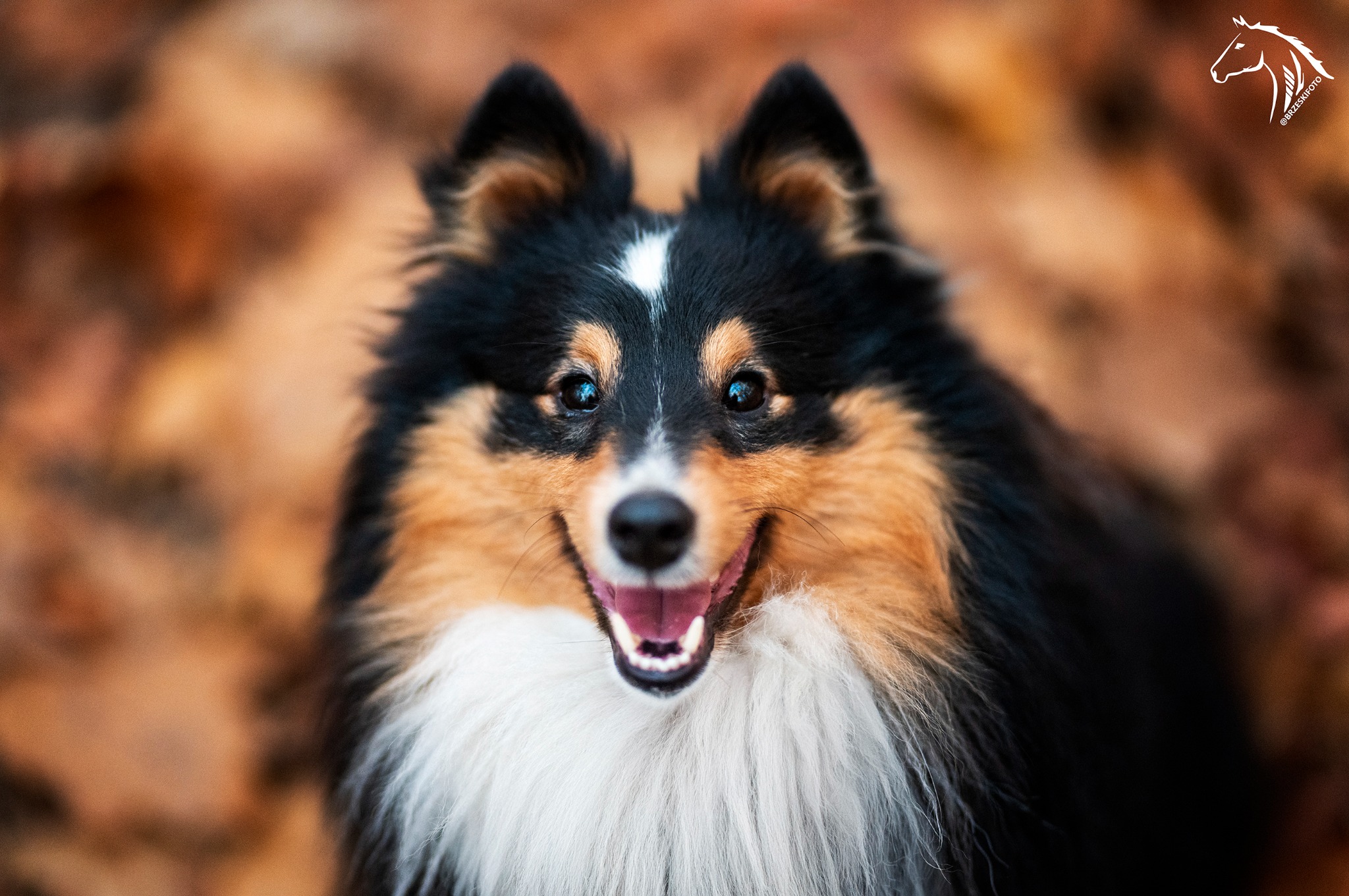 Portret uśmiechniętego psa rasy owczarek szetlandzki na tle jesiennych liści, z widocznym logo fotografa w prawym górnym rogu.