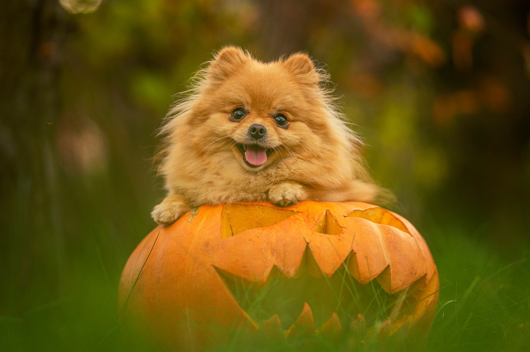 Uśmiechnięty pomeranian leży na wydrążonej dyni z wyciętymi zębami, na tle zielonej trawy i rozmytego tła jesiennych liści.