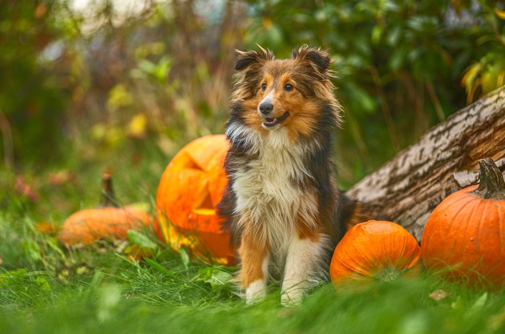 Shetland Sheepdog siedzi na trawie obok wydrążonych dyń halloweenowych, opierając się o kłodę drewna w jesiennym otoczeniu.