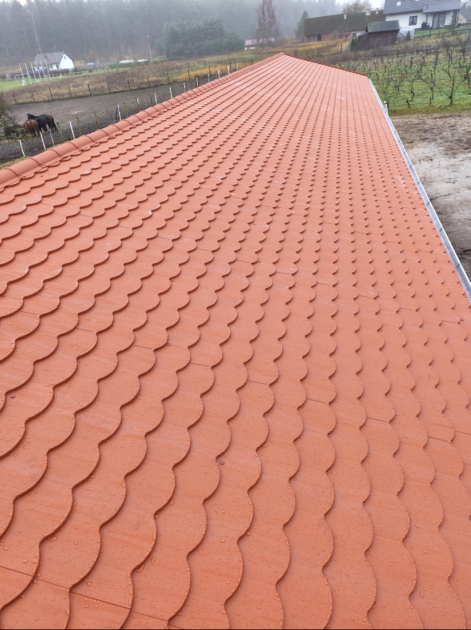 Nowy, pomarańczowy dach z dachówki karpiówki pokryty kroplami deszczu, widok z góry, w tle zabudowania i pastwisko z końmi.