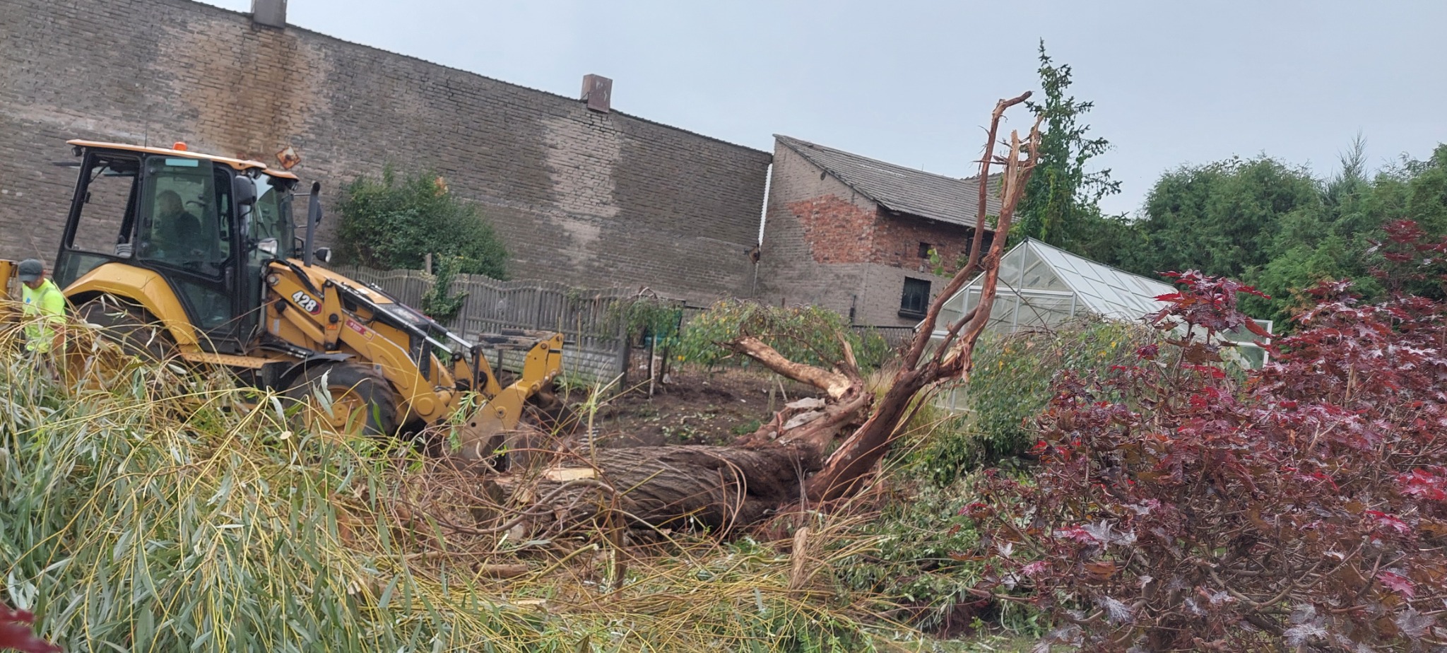 Żółta koparko-ładowarka Caterpillar 428 usuwa powalone drzewo w ogrodzie, widoczny pracownik w odblaskowej kamizelce, w tle ceglany budynek i szklarnia.