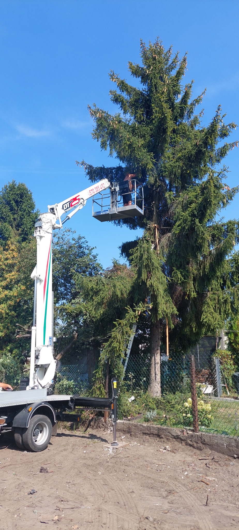 Pracownik w podnośniku koszowym przycina wysokie drzewo iglaste na tle błękitnego nieba, widoczny numer telefonu na ramieniu podnośnika.
