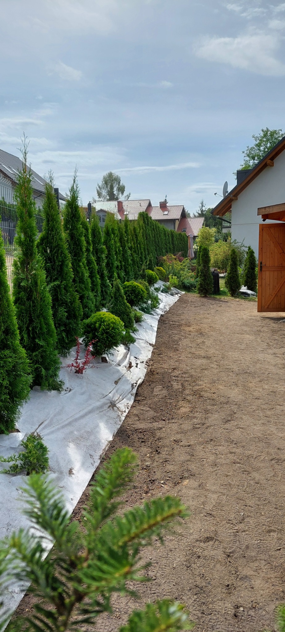 Rząd świeżo posadzonych, zielonych tuj na białej agrowłókninie, oddzielających rośliny od przygotowanego podłoża z widocznymi śladami opon, w tle zabudowa jednorodzinna.