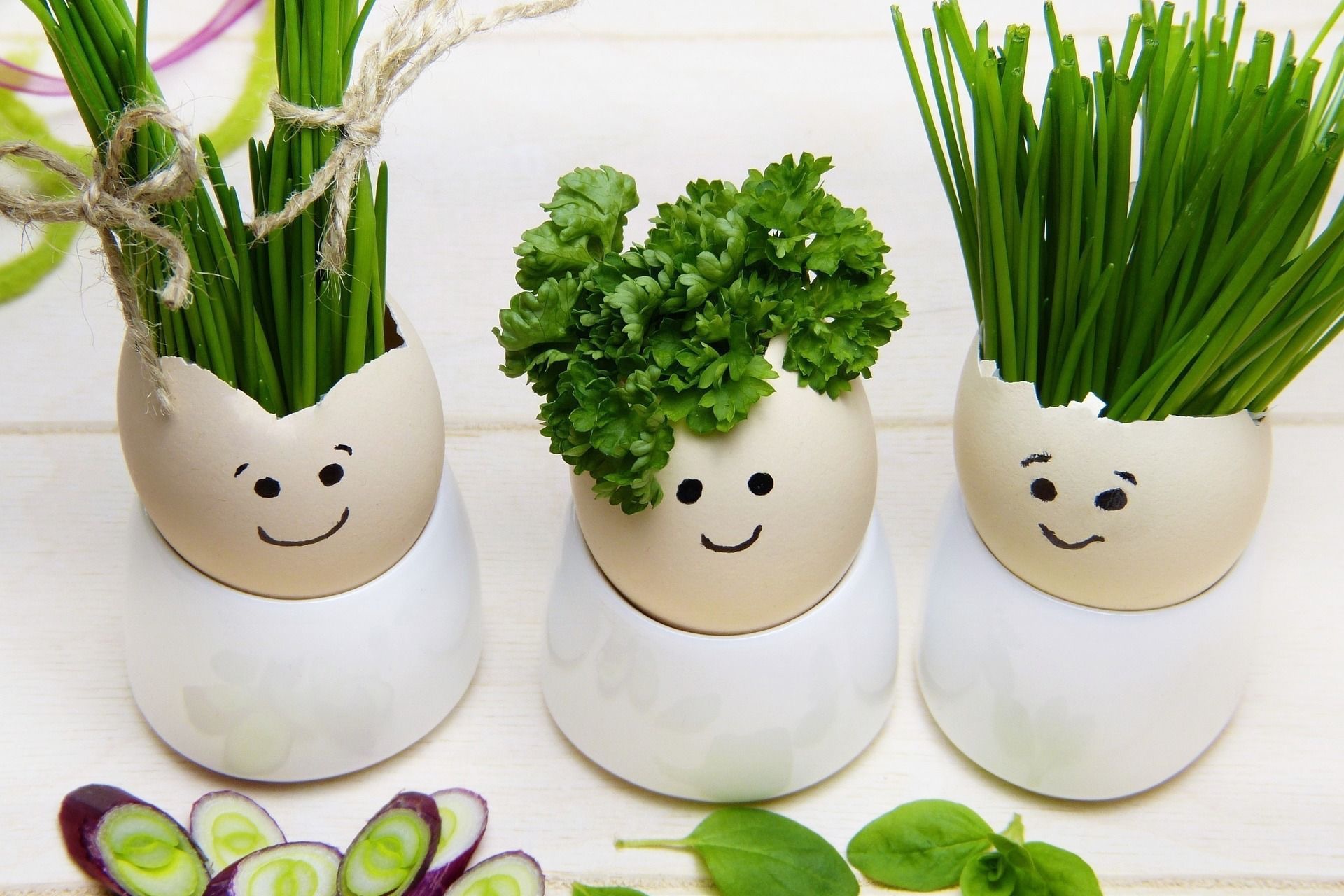 Trzy jajka z narysowanymi uśmiechniętymi buziami, służące jako doniczki dla szczypiorku, natki pietruszki i trawy, umieszczone w białych ceramicznych podstawkach na tle białego drewnianego blatu,...