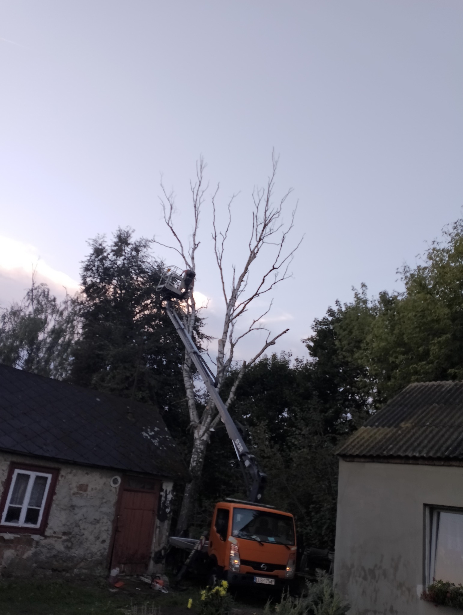 Pomarańczowy podnośnik koszowy z operatorem przy bezlistnej brzozie, częściowo już pozbawionej gałęzi, na tle zabudowań gospodarczych i wieczornego nieba.