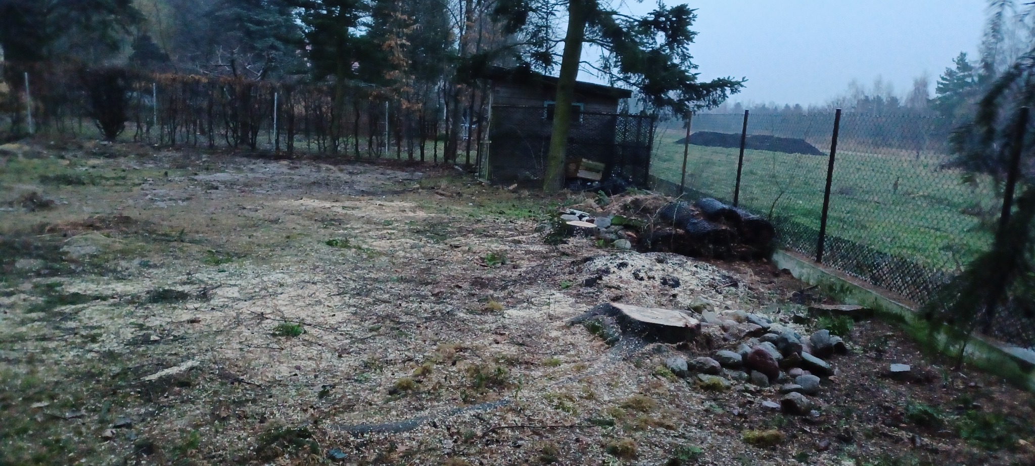 Teren po wycince drzew: pnie, gałęzie, kora, i trociny rozsypane na ziemi, widoczne ogrodzenie z siatki i mały budynek gospodarczy w tle.