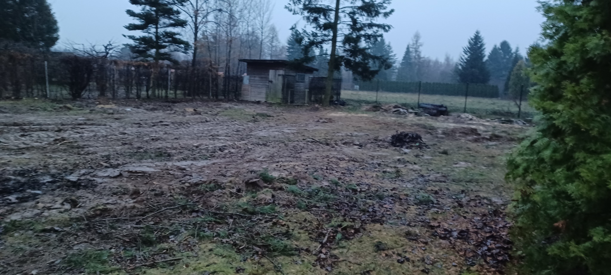 Teren po wycince drzew: widoczne pnie, gałęzie i resztki roślinności. W tle szopa i drzewa iglaste. Ziemia poorana śladami opon. Pochmurna pogoda.