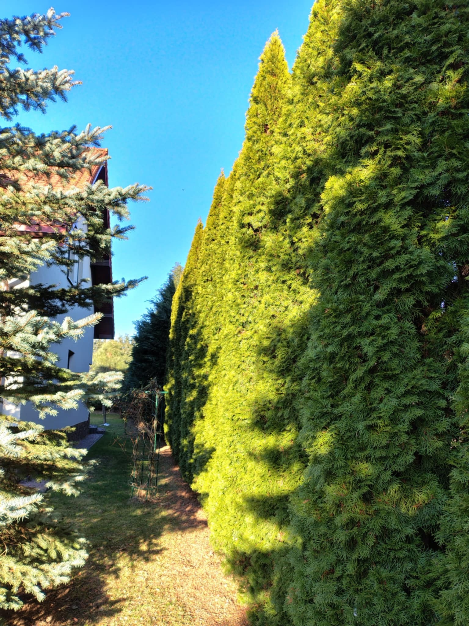 Równy szpaler zielonych tuj, tworzących żywopłot, oddzielający trawnik od budynku. Słoneczny dzień, błękitne niebo. Widok z perspektywy ogrodu.