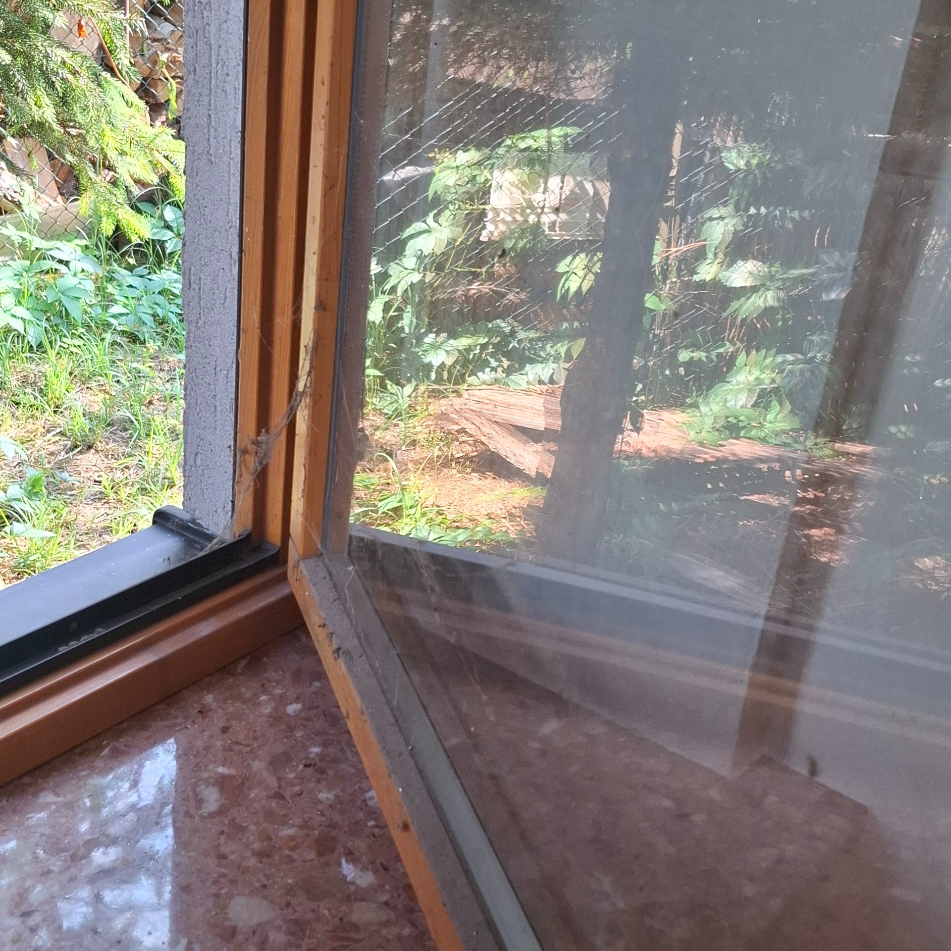 Otwarty drewniany ościeżnicowy okno z widocznymi zabrudzeniami, pajęczynami w rogu i widokiem na zarośnięty ogród za oknem.