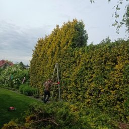 Przycinanie drzew Dopiewo 1