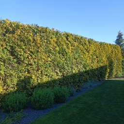 Przycinanie drzew Dopiewo 2