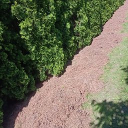 Przycinanie drzew Dopiewo 3