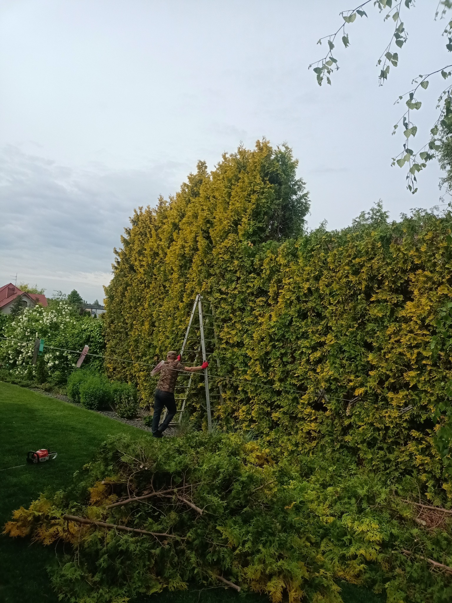 Mężczyzna w czerwonych rękawicach na drabinie przy wysokim, formowanym żywopłocie z tui, obok leży piła łańcuchowa i obcięte gałęzie.