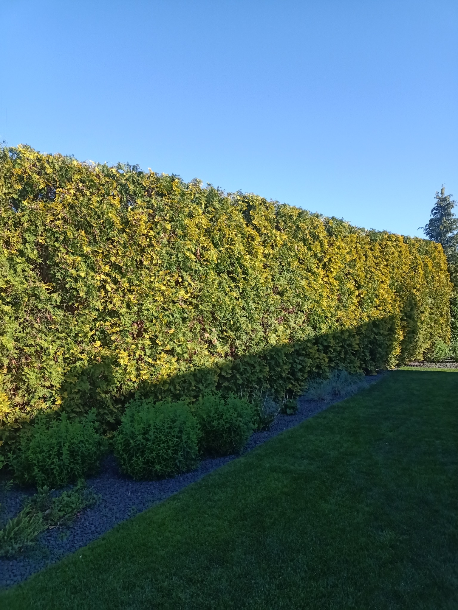 Wysoki, gęsty żywopłot z tui szmaragd, częściowo oświetlony słońcem, oddzielający trawnik od rabaty z krzewami i kamieniami ozdobnymi, na tle błękitnego nieba.
