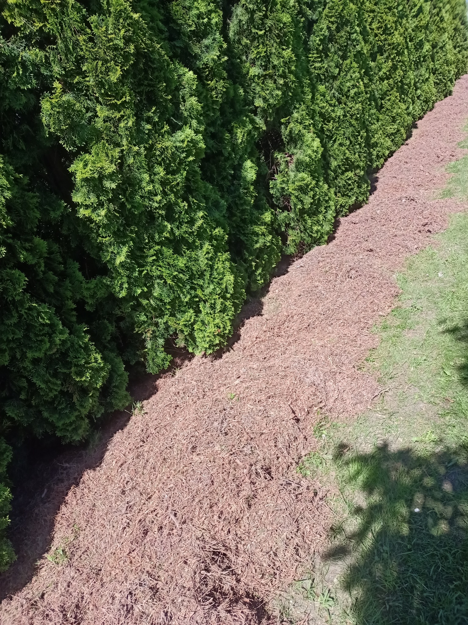Gęsty żywopłot z tui, obsypany korą drzewną, widok z góry.