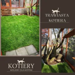 Soczysta trawa z rolki wewnątrz KOTIERY - woliery dla kotów