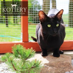 Grzegorz Ziomek Kotiery - Czarny kot orientalny z zielonymi oczami siedzi na kamieniu przed woliery z siatki, obok małej sosny.