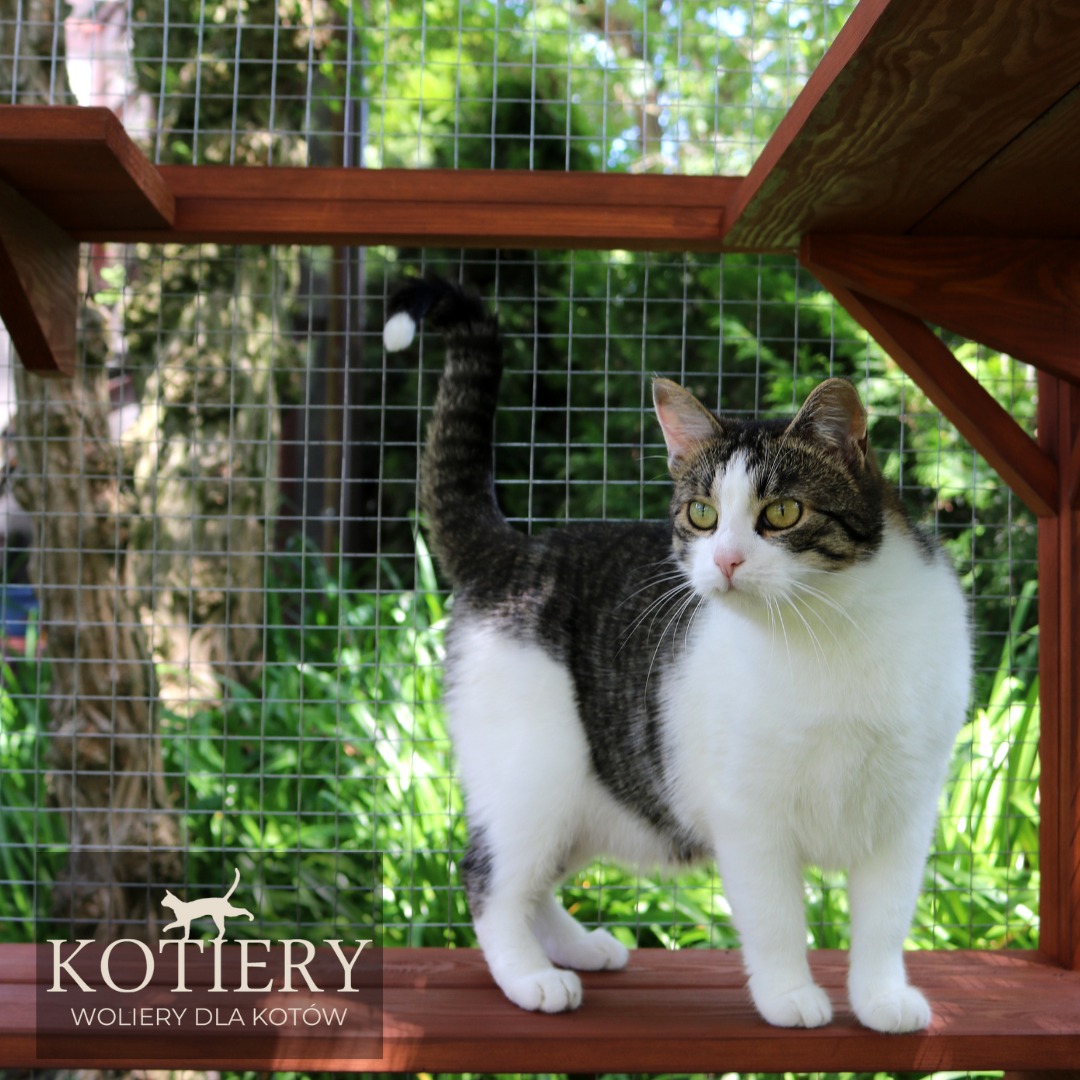 Zadowolony użytkownik KOTIERY - woliery dla kotów.