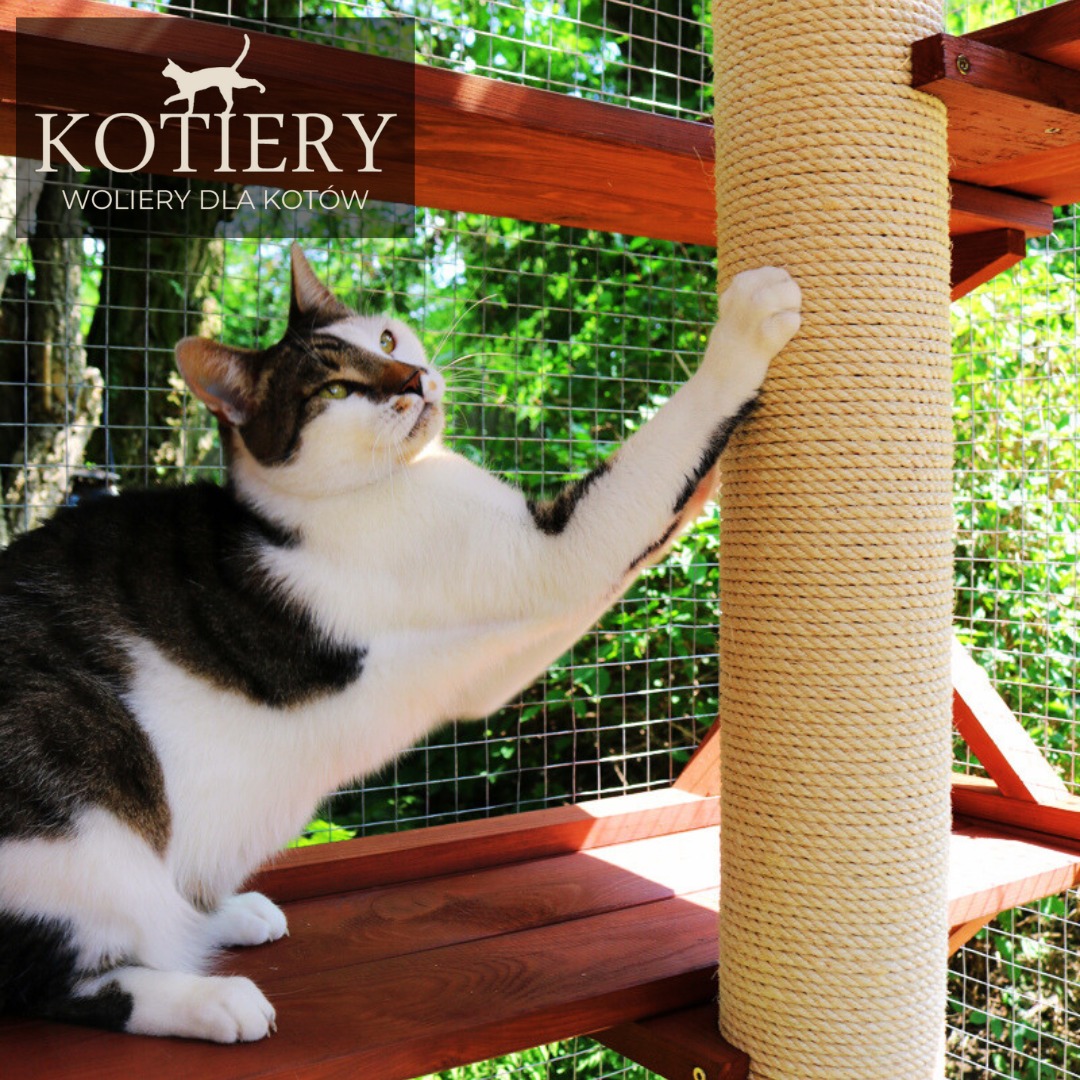 Kot wspina się po słupku do drapania wewnątrz drewnianej konstrukcji woliery, z siatką w tle i zielenią w tle.