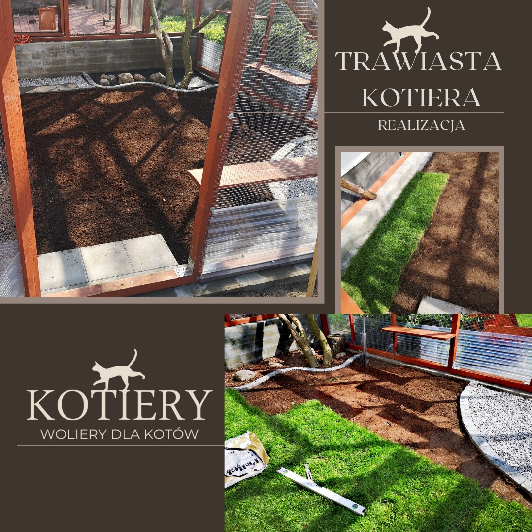 Trawa z rolki wewnątrz KOTIERY - woliery dla kotów