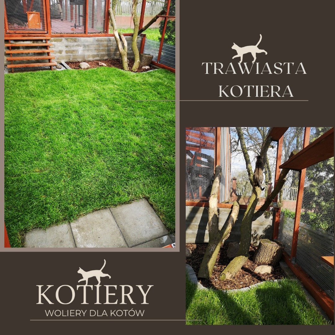 Soczysta trawa z rolki wewnątrz KOTIERY - woliery dla kotów