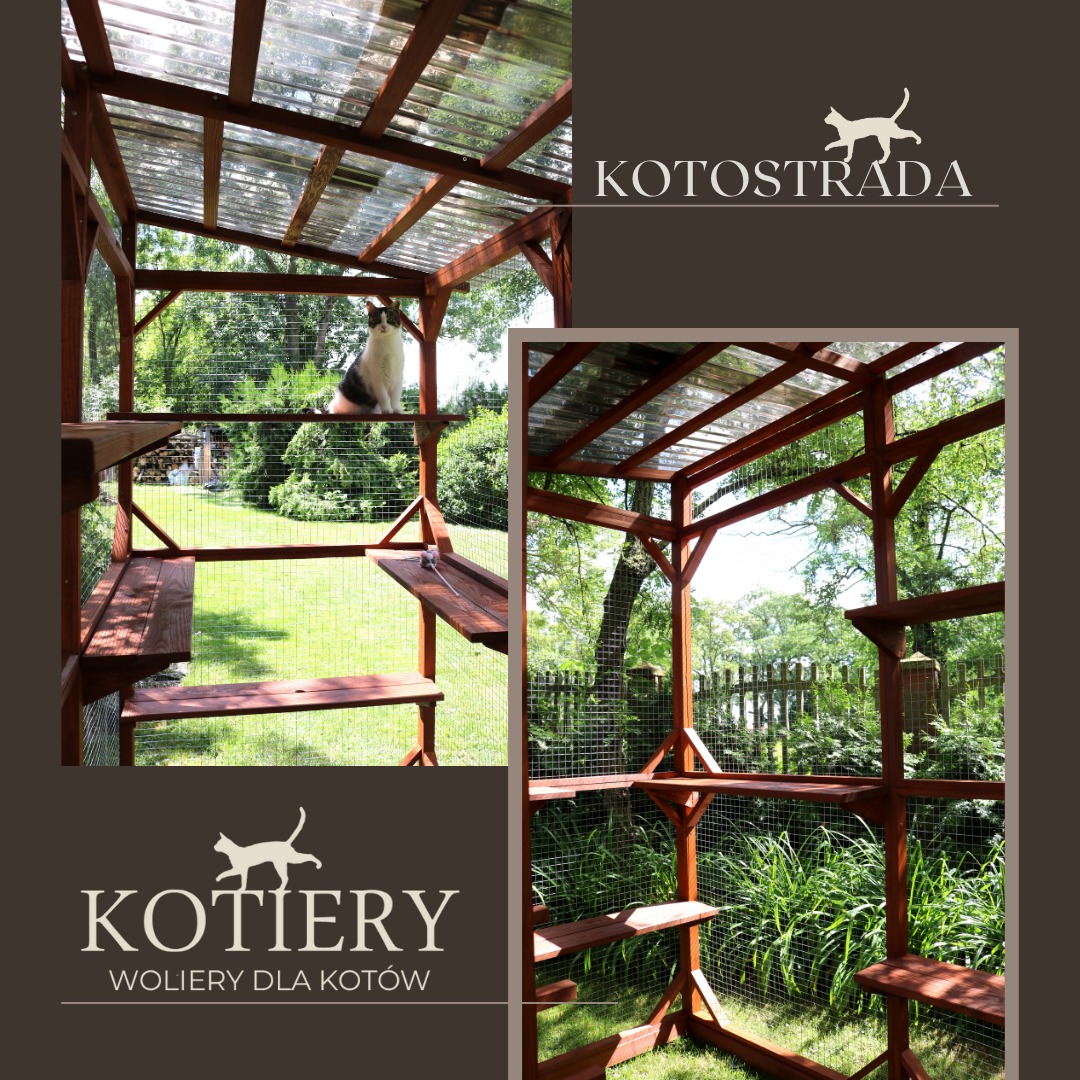 Drewniana konstrukcja wolierowa dla kotów z przezroczystym zadaszeniem, siatką zabezpieczającą i półkami na różnych wysokościach, umieszczona w ogrodzie. Kot siedzi na jednej z półek. Widoczny...