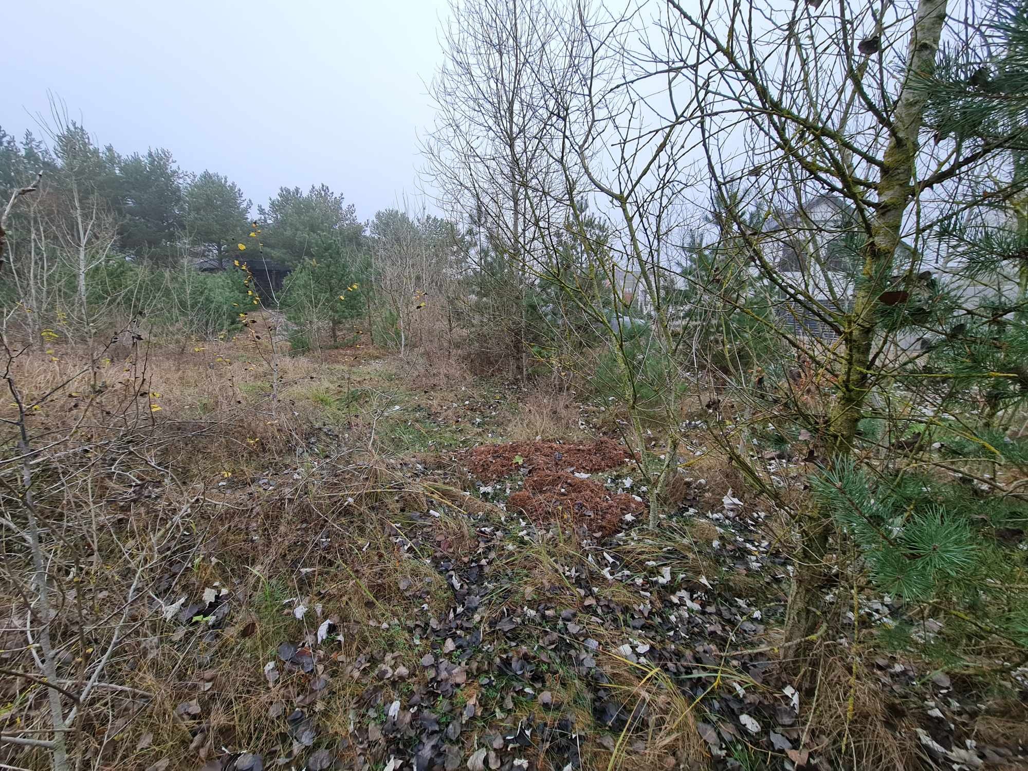 wycinka i wywóz małych drzewek i krzaków około 50 sztuk