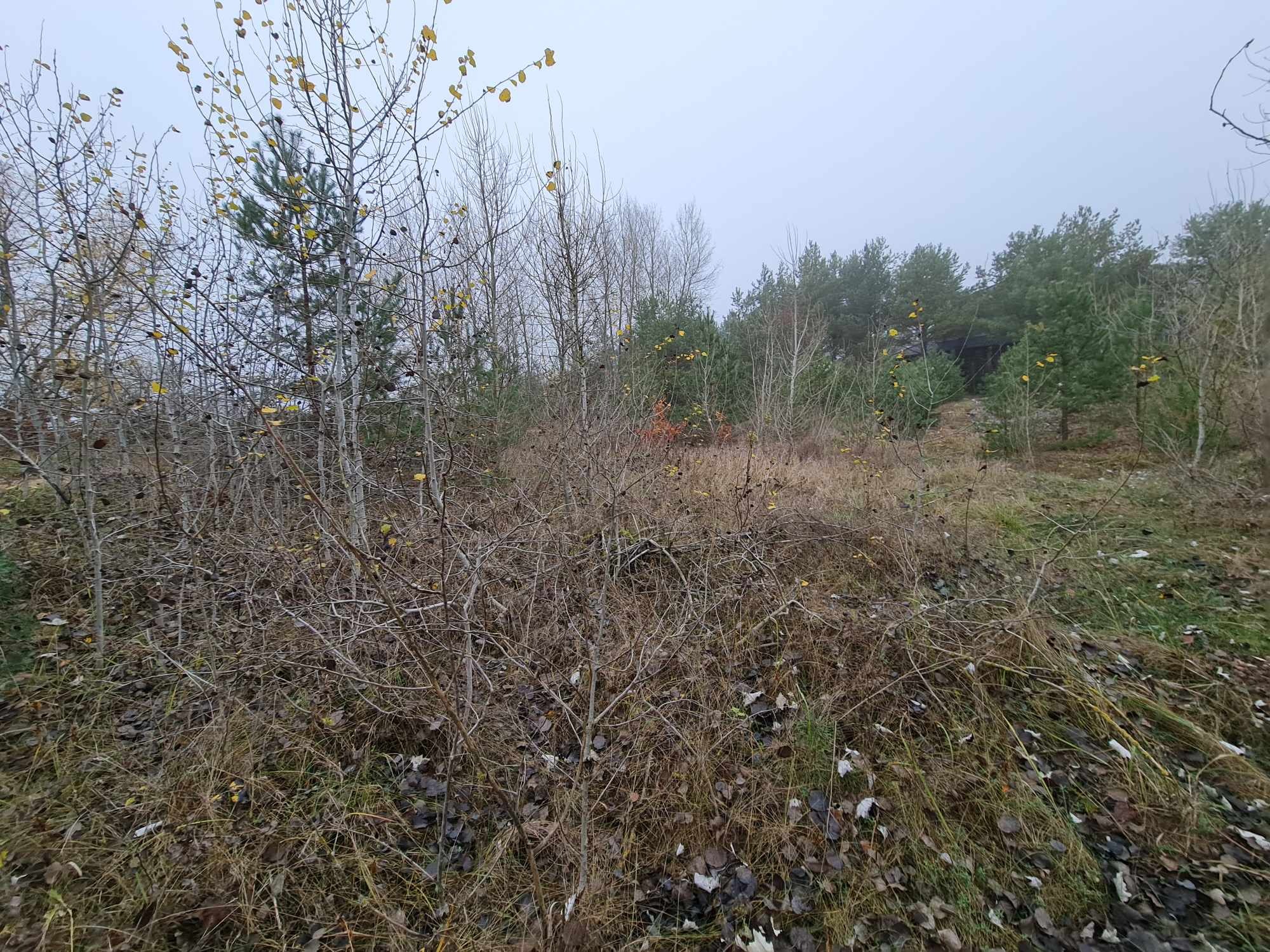 Jesienny krajobraz z młodymi drzewkami i suchą trawą, widoczny w pochmurny dzień. W tle las iglasty spowity mgłą.