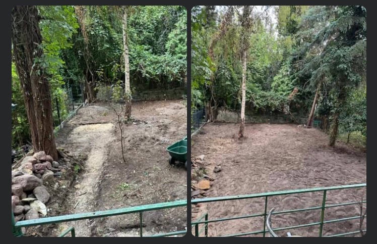 Przygotowany teren pod trawnik, widoczne drzewa, wyrównana ziemia i taczka z narzędziami.