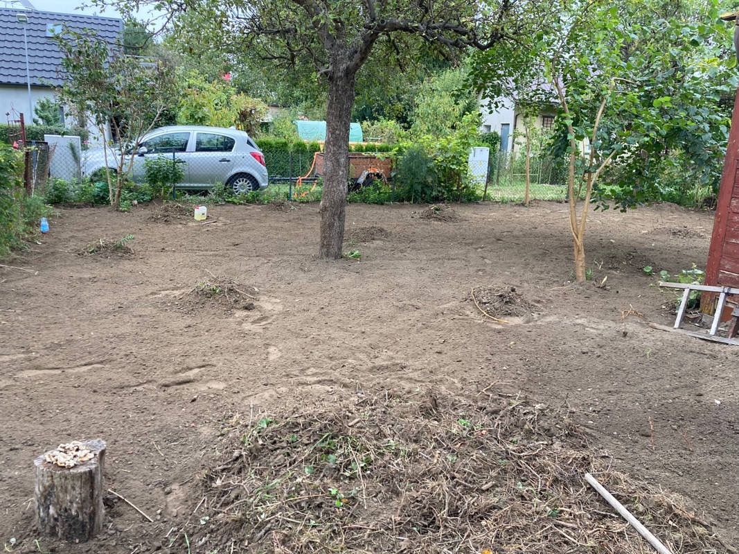 Przygotowany teren pod trawnik z widocznymi śladami po usuniętych krzewach i drzewach, pozostałościami gałęzi, pniem po ściętym drzewie z grzybami, w tle samochód osobowy i zabudowania.