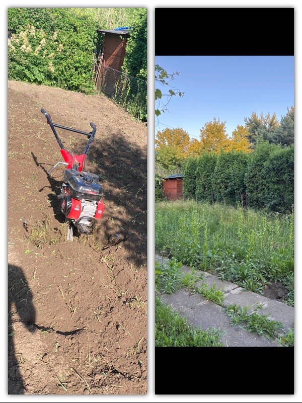 Czerwony glebogryzarek spalinowy na nierównym, częściowo przygotowanym terenie pod trawnik. W tle widoczna drewniana szopa i bujna zieleń.